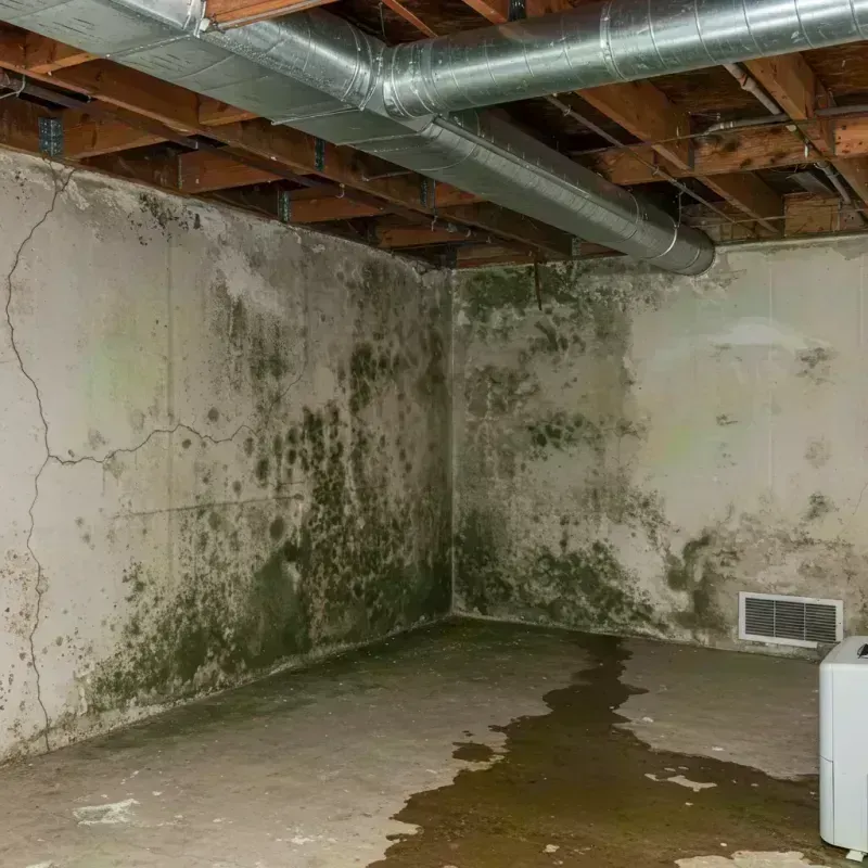 Professional Mold Removal in Lynbrook, NY